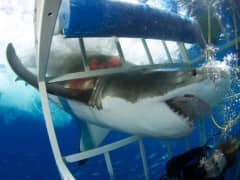 Close Encounter with a Great White Shark Close Encounter with a Great White Shark