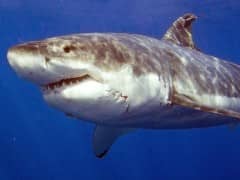 Great White Sharks! Great White Sharks!