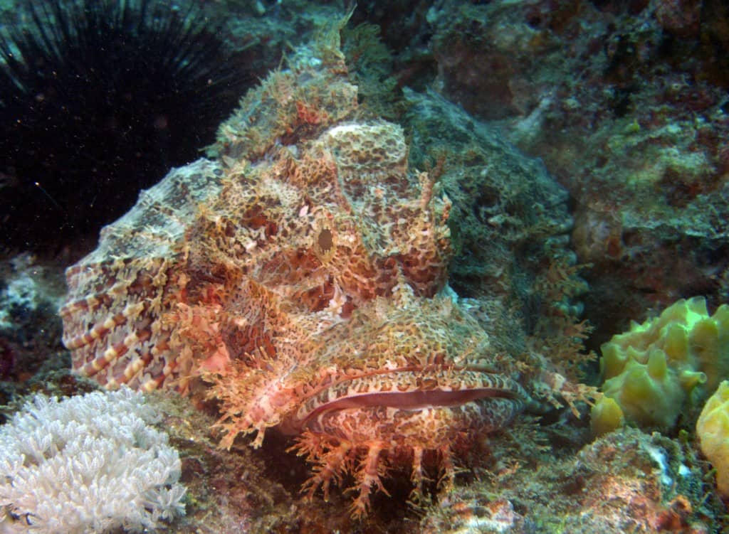 huge scorpionfish!