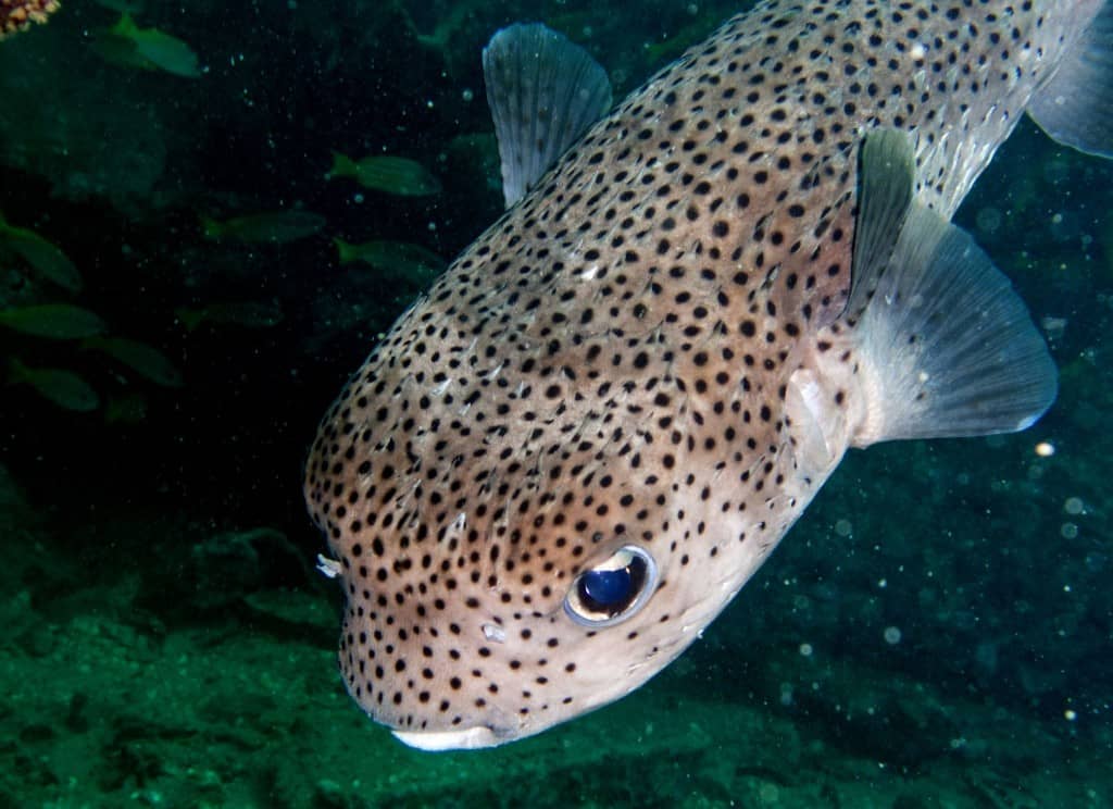 porcupinefish