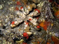 Diving Myanmar: Western Rocky! Diving Myanmar: Western Rocky!