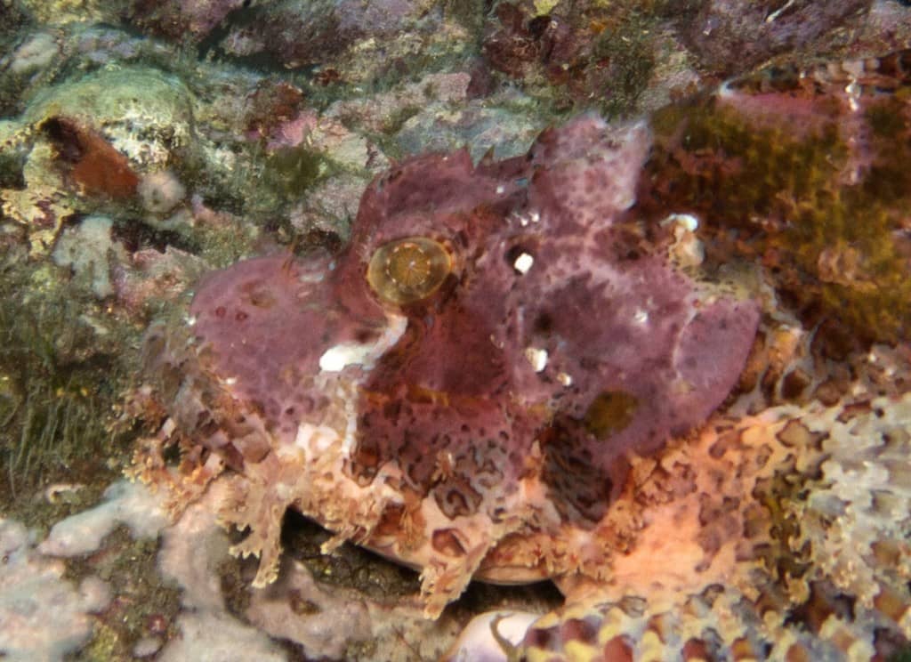 scorpionfish eye