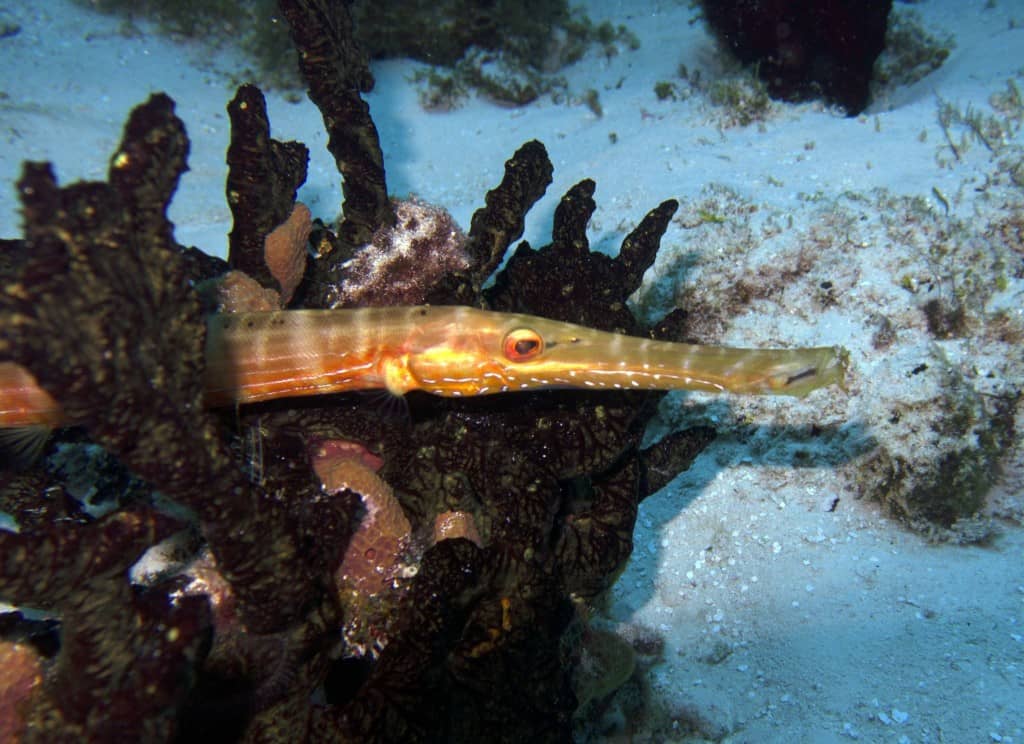 beautiful trumpetfish