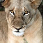 Fab Photos Friday: Big Cats on Safari! Fab Photos Friday: Big Cats on Safari!