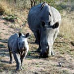 Fab Photos Friday: Africa’s Big 5! Fab Photos Friday: Africa’s Big 5!