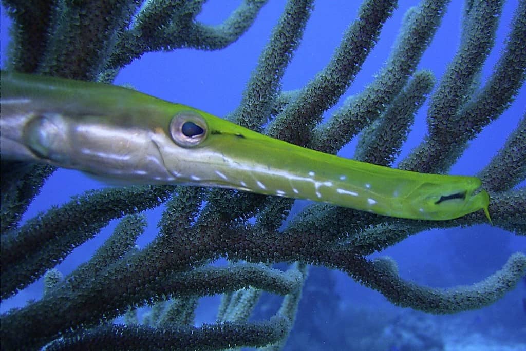 close up of a trumpetfish