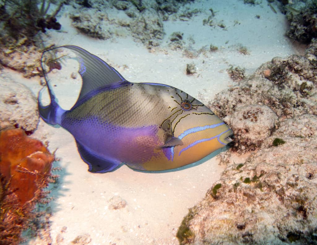 a beautiful queen triggerfish