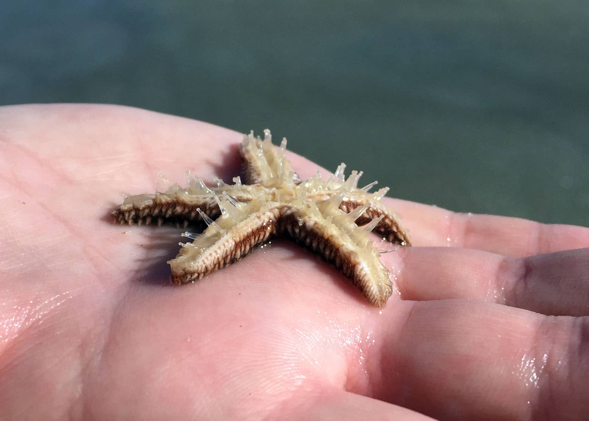 Fab Photos Friday Starfish Creature Feature! Travels with Tam