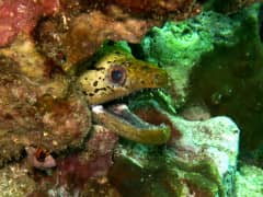 Do You Want to See Amazing Photos of Underwater Life in Myanmar? Do You Want to See Amazing Photos of Underwater Life in Myanmar?