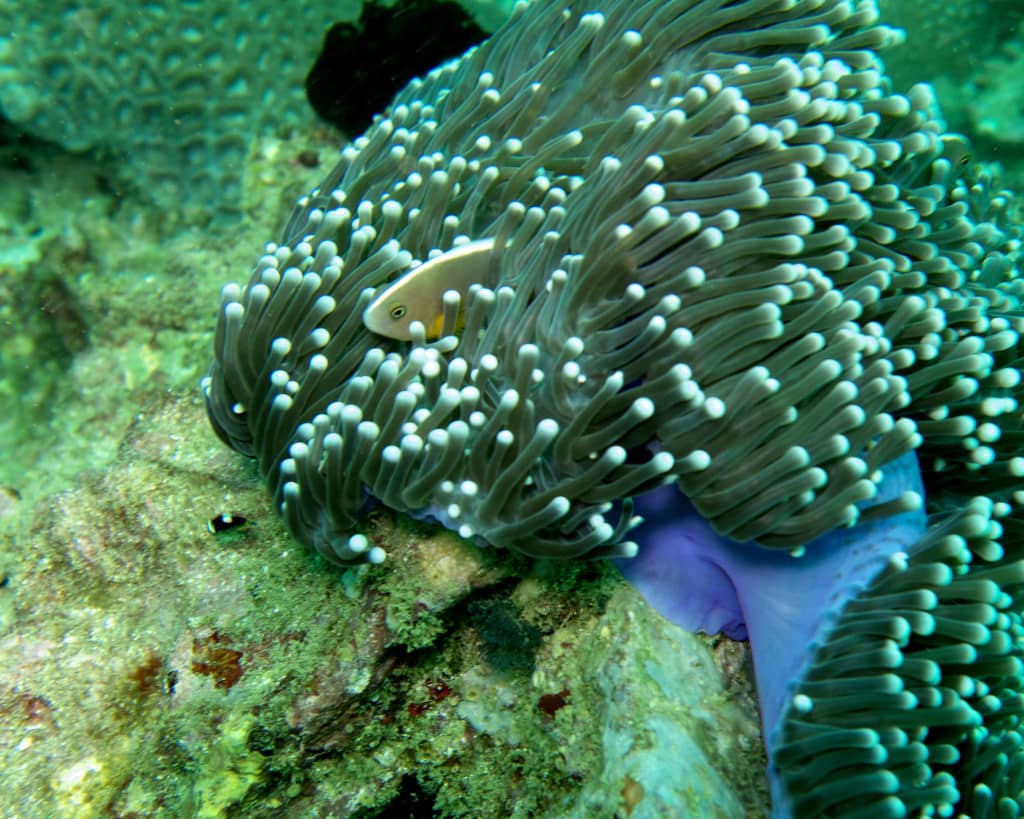 skunk anemone fish in anemone, thailand