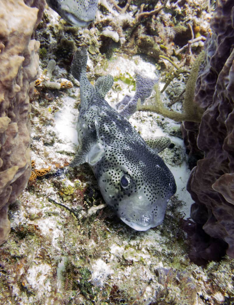 fr 15 porcupinefish