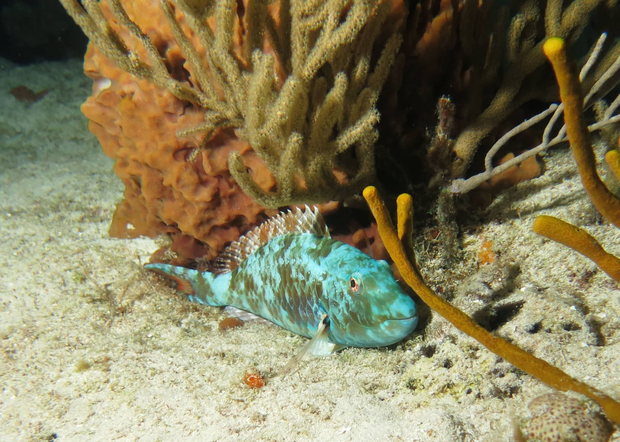 pn parrotfish hiding
