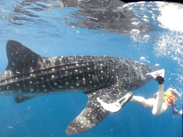 Isa could really keep up with the Whale Sharks!