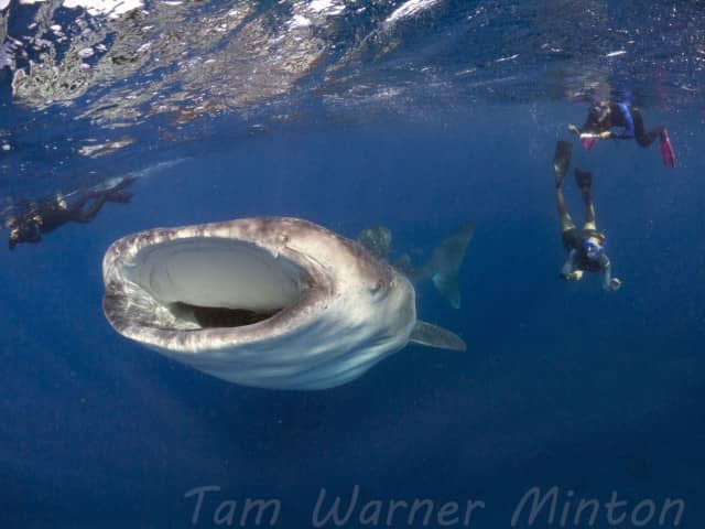 Andrea, Elnora and Fin with a Whale Shark