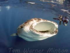 Do You Want to Swim with Whale Sharks? Yes, You Do! Do You Want to Swim with Whale Sharks? Yes, You Do!