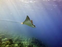 Wounded Eagle Ray Seeks Help from Divers Wounded Eagle Ray Seeks Help from Divers
