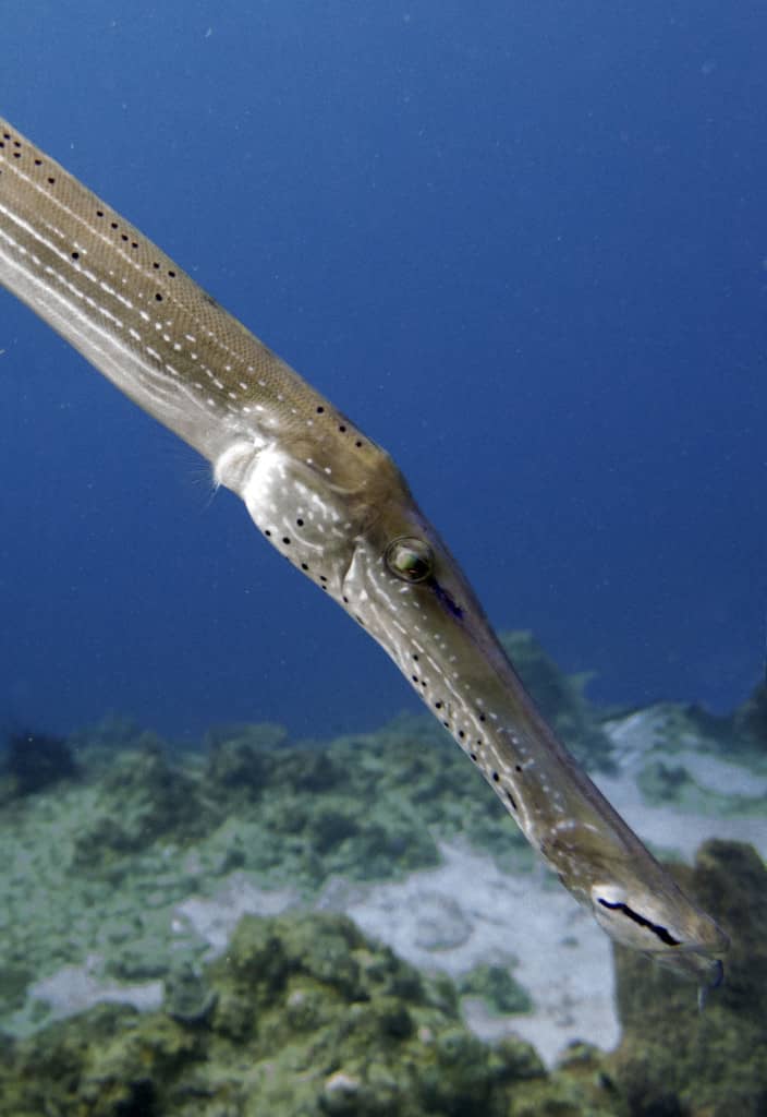 2015-12-10 09.05.03 pw trumpet fish close up