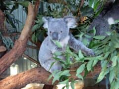 These Koalas and Kangaroos in the Blue Mountains are Amazing and Magical! These Koalas and Kangaroos in the Blue Mountains are Amazing and Magical!