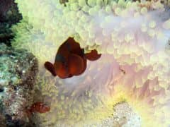 Diving Komodo: Angel Reef and Satonda Diving Komodo: Angel Reef and Satonda