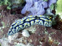 My Dive Experience in Bali My Dive Experience in Bali