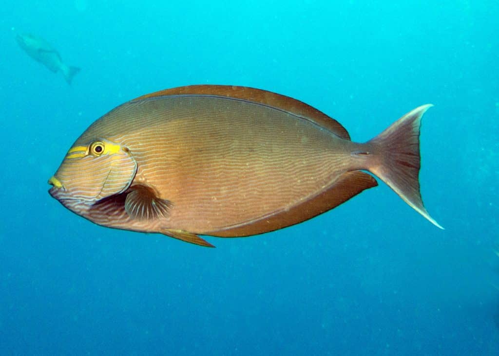 beautiful surgeonfish