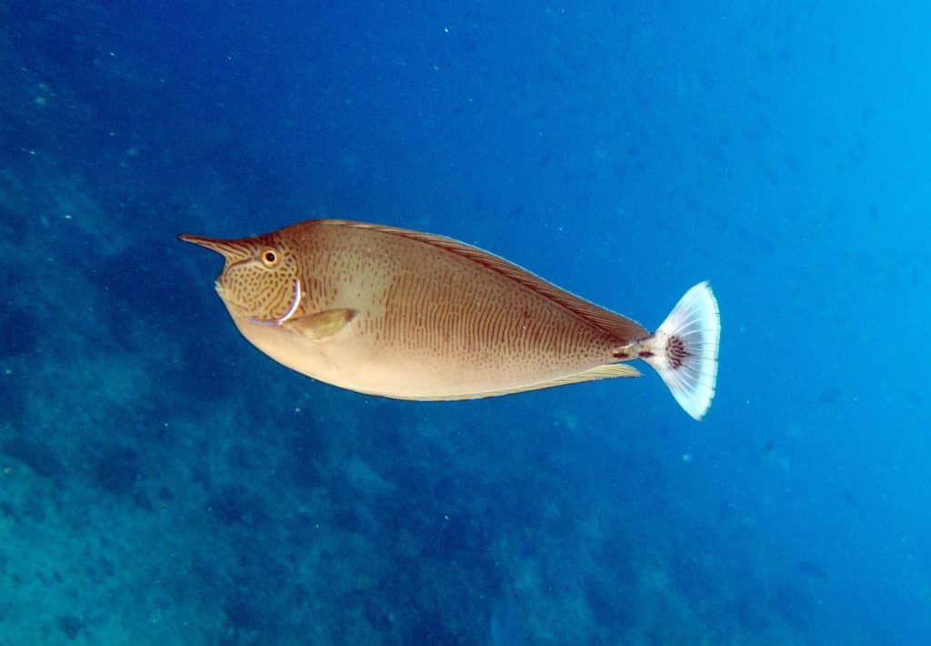 unicorn fish…aren’t they cute?