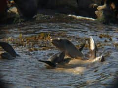 AMAZING Monterey Bay, Sea Lions, and my Deep Love of the Ocean! AMAZING Monterey Bay, Sea Lions, and my Deep Love of the Ocean!
