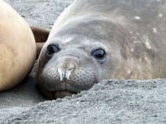 5 Reasons I am SO Excited to Arrive in Antarctica! 5 Reasons I am SO Excited to Arrive in Antarctica!