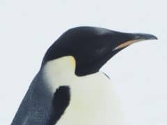 Emperor Penguins! Exploring Antarctica on the Lindblad NatGeo Explorer! Emperor Penguins! Exploring Antarctica on the Lindblad NatGeo Explorer!