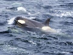 Day 6 in Antarctica and Incredible Sightings of Orcas! Day 6 in Antarctica and Incredible Sightings of Orcas!