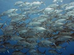 I Loved Diving in Raja Ampat, it was Sensational! I Loved Diving in Raja Ampat, it was Sensational!