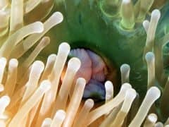 Beautiful Diving in Raja Ampat on Day 5! Beautiful Diving in Raja Ampat on Day 5!