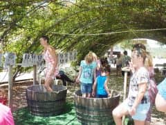 Have You Ever Been to a Grape Stomp? Amazing fun! Have You Ever Been to a Grape Stomp? Amazing fun!