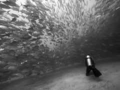 Have you ever seen a Tornado of Fish? It is Amazing! Have you ever seen a Tornado of Fish? It is Amazing!