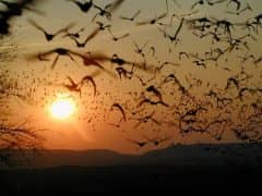 10 Places You Can Go Bat-Shit Crazy in Texas! 10 Places You Can Go Bat-Shit Crazy in Texas!