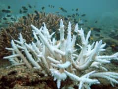 Is Your Sunscreen Contributing to the Death of our Coral Reefs? Is Your Sunscreen Contributing to the Death of our Coral Reefs?