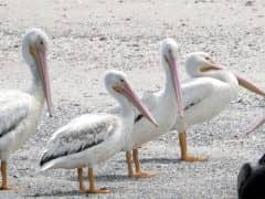 Why You Should Visit Amazing St Simons Island if you Love Animals! Why You Should Visit Amazing St Simons Island if you Love Animals!