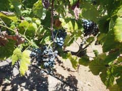 It is Time to Schedule Your Texas Hill Country Wine Harvest and Stomp! It is Time to Schedule Your Texas Hill Country Wine Harvest and Stomp!