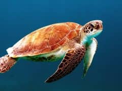 Get Into The Sea! Here are a Few of the Best Places In The World To Experience Sea Life Get Into The Sea! Here are a Few of the Best Places In The World To Experience Sea Life