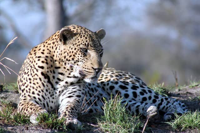 african safari animals, big 5, big 5 african safari animals, lion, leopard, rhino, elephant, cape buffalo