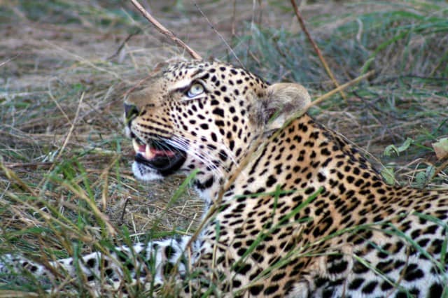 african safari animals, big 5, big 5 african safari animals, lion, leopard, rhino, elephant, cape buffalo