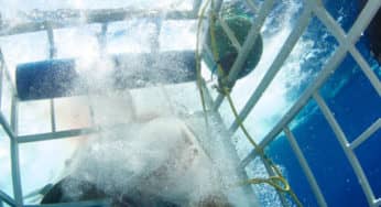 Shark Week