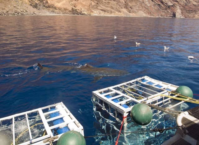 great white shark diving, great white shark, diving, guadalupe