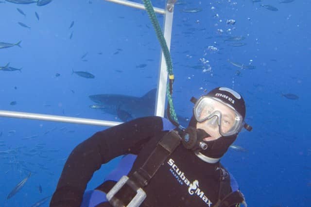great white shark diving, great white shark, diving, guadalupe, great white shark diving in guadalupe