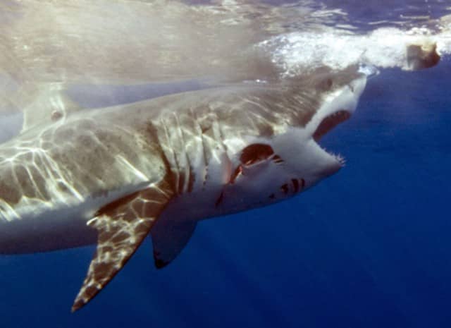 Great White Shark diving in Guadalupe, Great White Shark Diving, great white shark, great white,