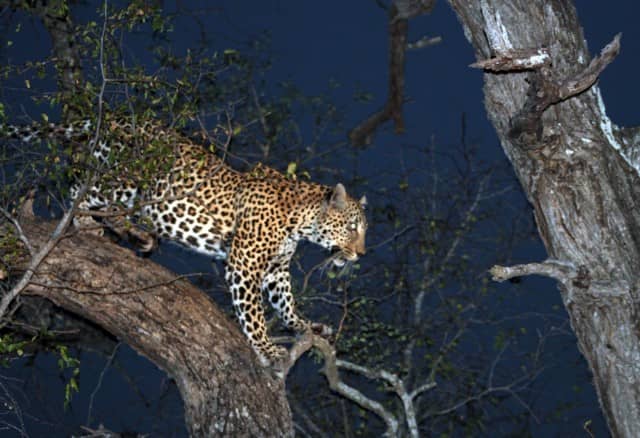 african safari animals, big 5, big 5 african safari animals, lion, leopard, rhino, elephant, cape buffalo