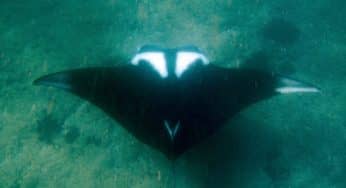Dive Issues continue in Tofo