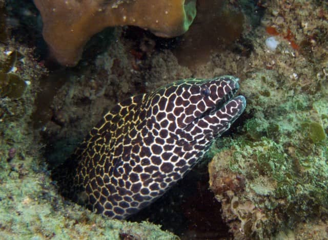 honeycomb eel