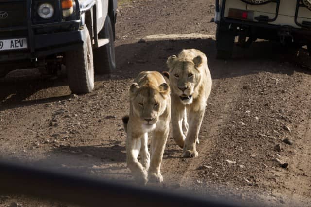 african safari animals, big 5, big 5 african safari animals, lion, leopard, rhino, elephant, cape buffalo
