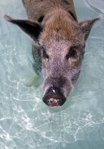 swimming pigs, exuma water sports, pigs, water sports